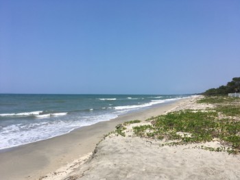 Island Fever