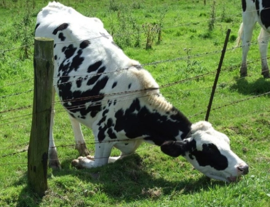 Where the Grass is Always Greener…